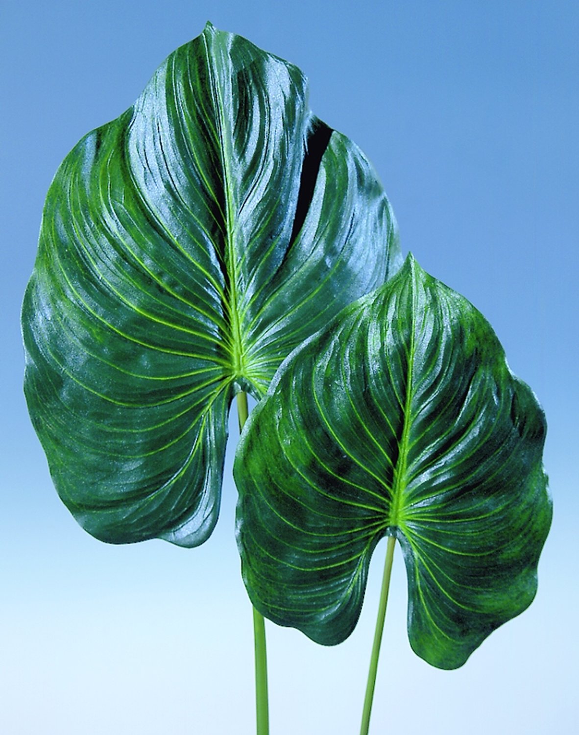 Plastic elephant ear leaf, 75 cm, green