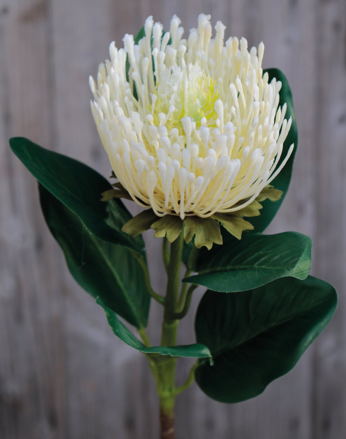 Protea artificiale, 65 cm, bianco-crema