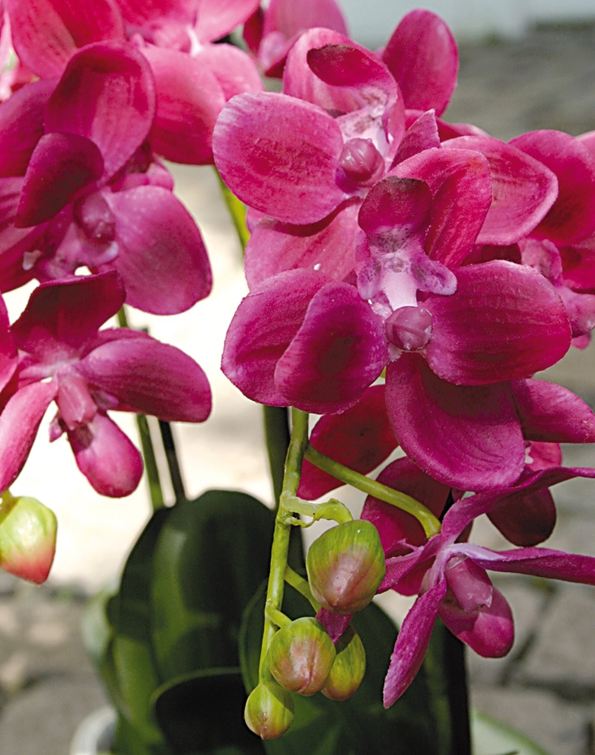 Künstliche Orchidee Phalaenopsis, 3-fach, in Schale, 38 cm, Real Touch, cerise