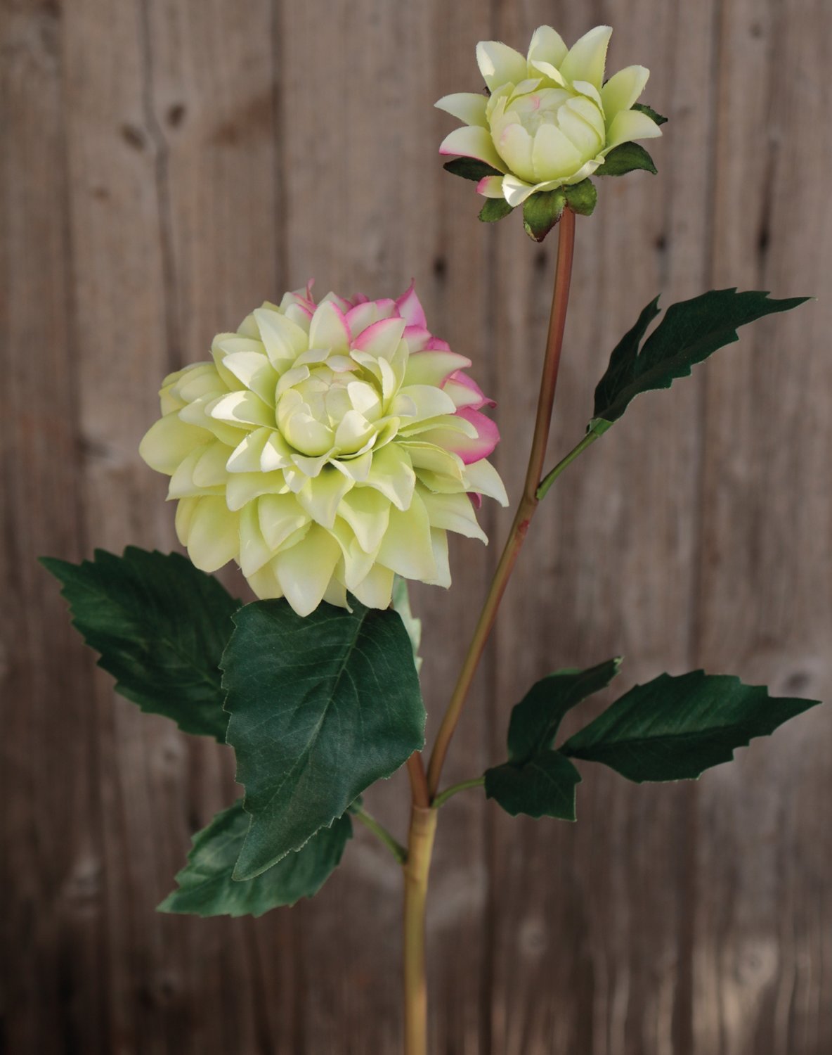 Künstliche Dahlie, 56 cm, grün-rosa