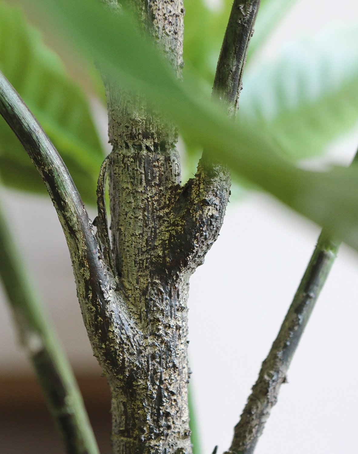 Schefflera artificiale, in vaso, 100 cm, verde