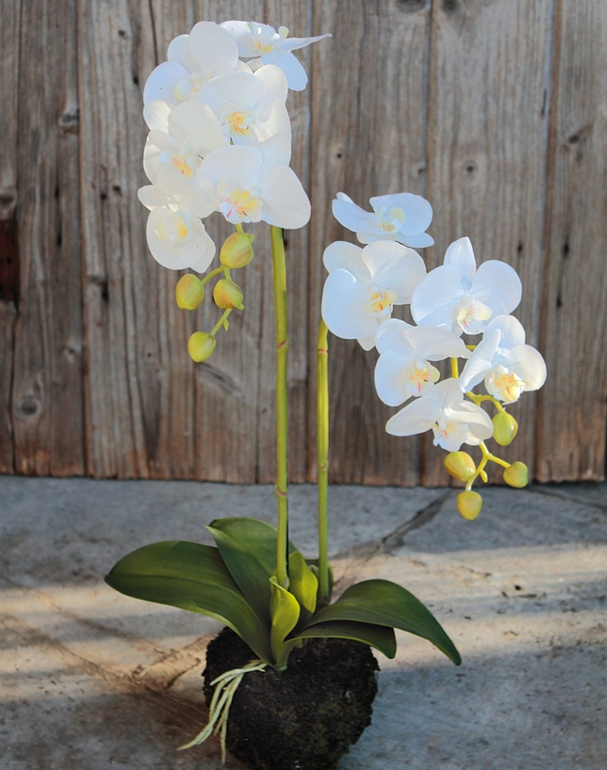 Künstliche Orchidee Phalaenopsis in 'Erde', 2-fach, 62 cm, Real Touch, weiß