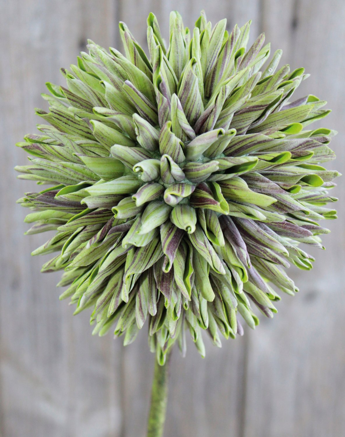 Artificial soft flower 'allium', 80 cm, green