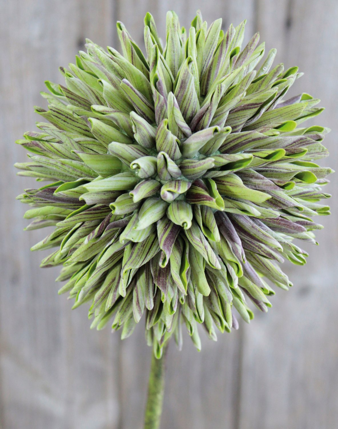 Künstlicher Soft flower 'Allium', 80 cm, grün