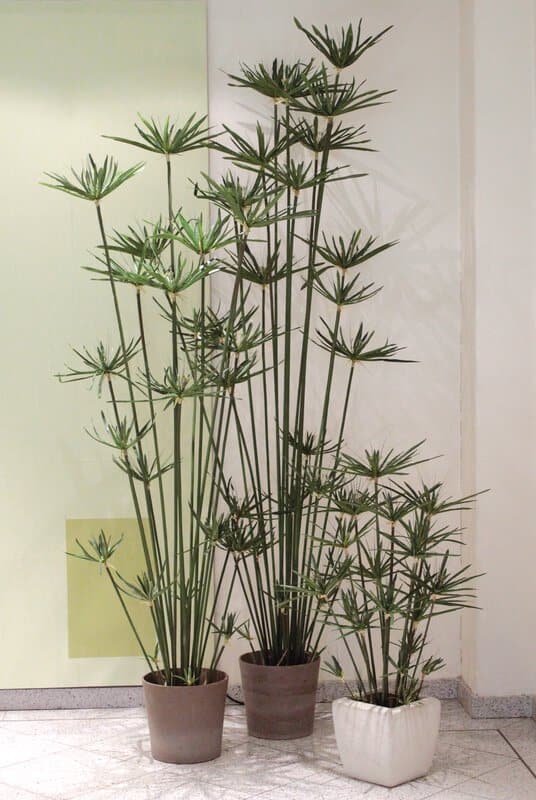 Erba artificiale di cyperus, in vaso, 180 cm, verde