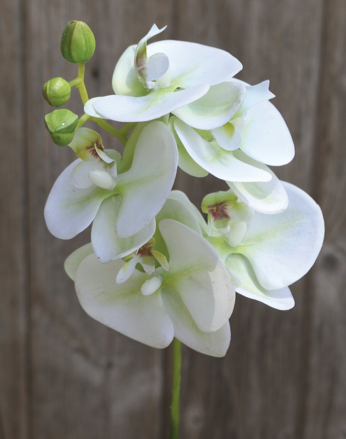 Orchideen Paphiopedilum Mucplants Knstliche Orchidee Phalaenopsis  Real  Touch Creme-wei 110cm Topf