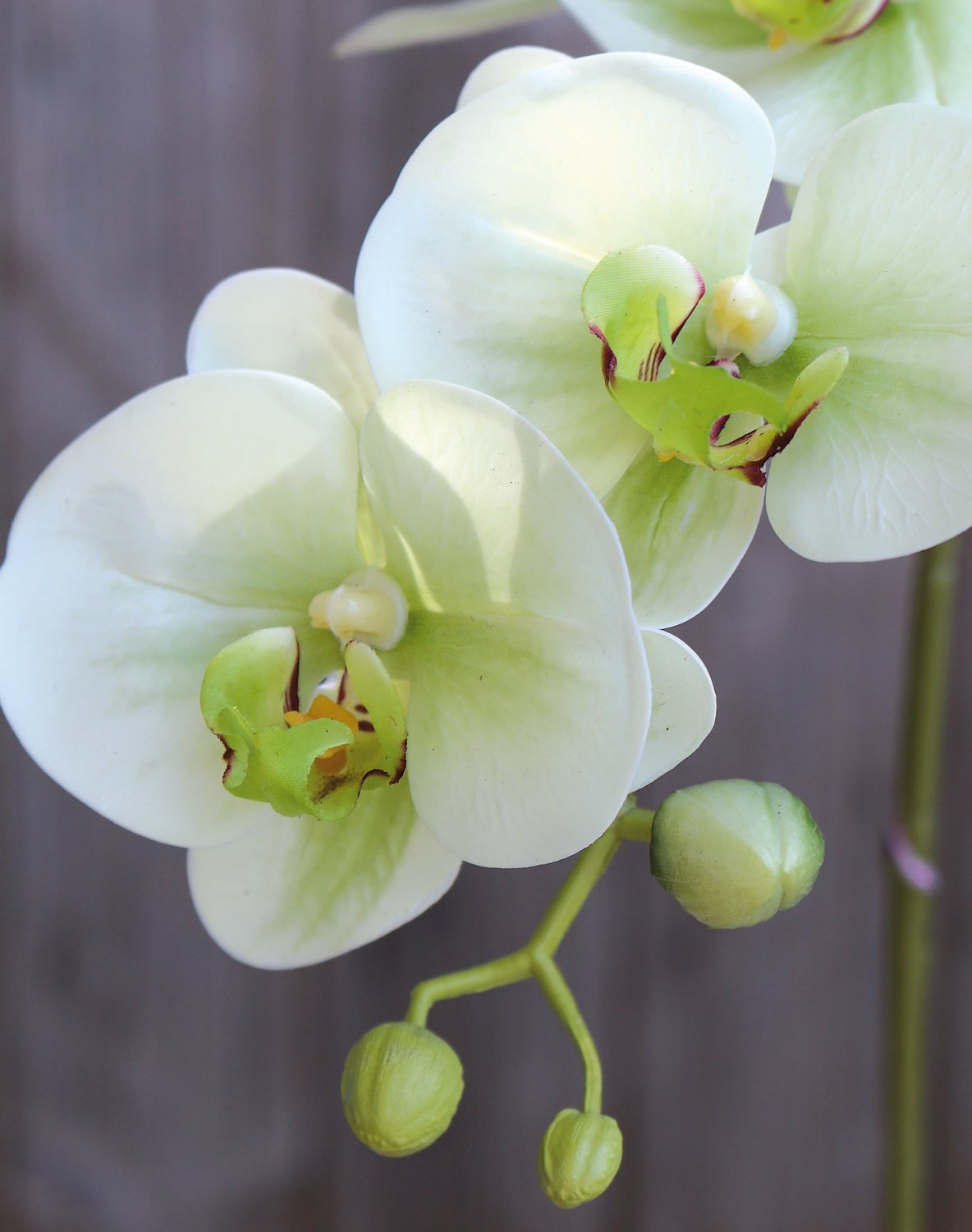 Plastic orchid Phalaenopsis, 64 cm, real touch soft, beige-green