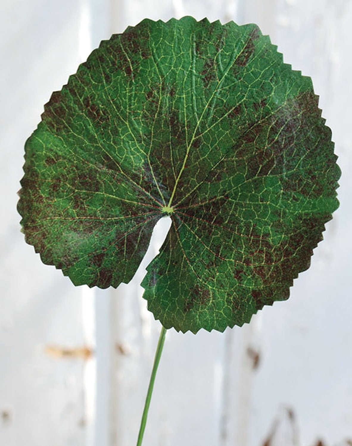 Plastic geranium leaf, 42 cm, green-red