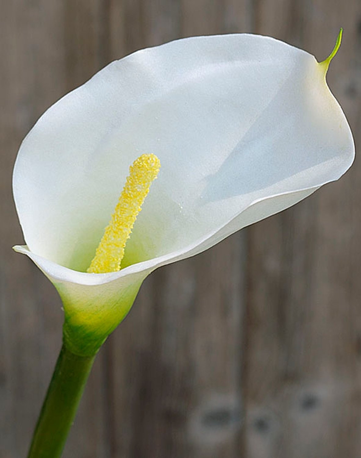 Künstliche Calla, 70 cm, Real Touch, weiß