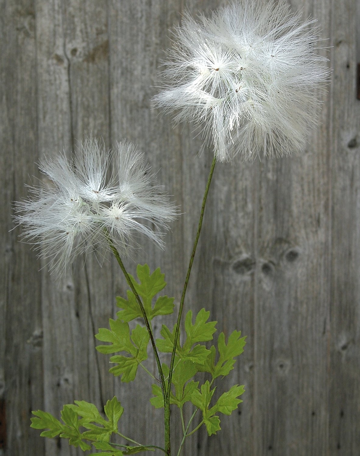 Artificial dandelion, 2-flowers, 78 cm, beige-white