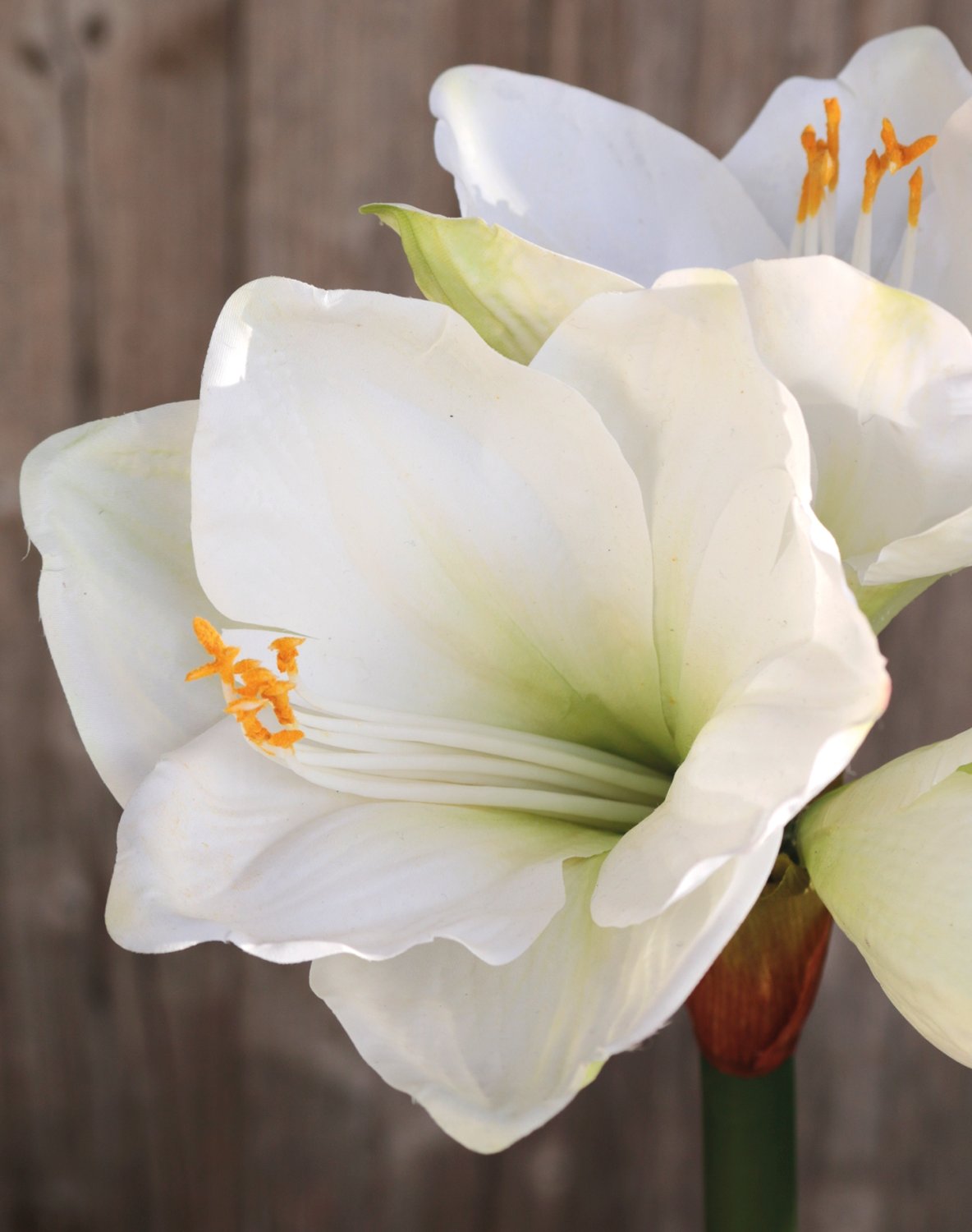 Amaryllis artificiale, 66 cm, bianco-verde