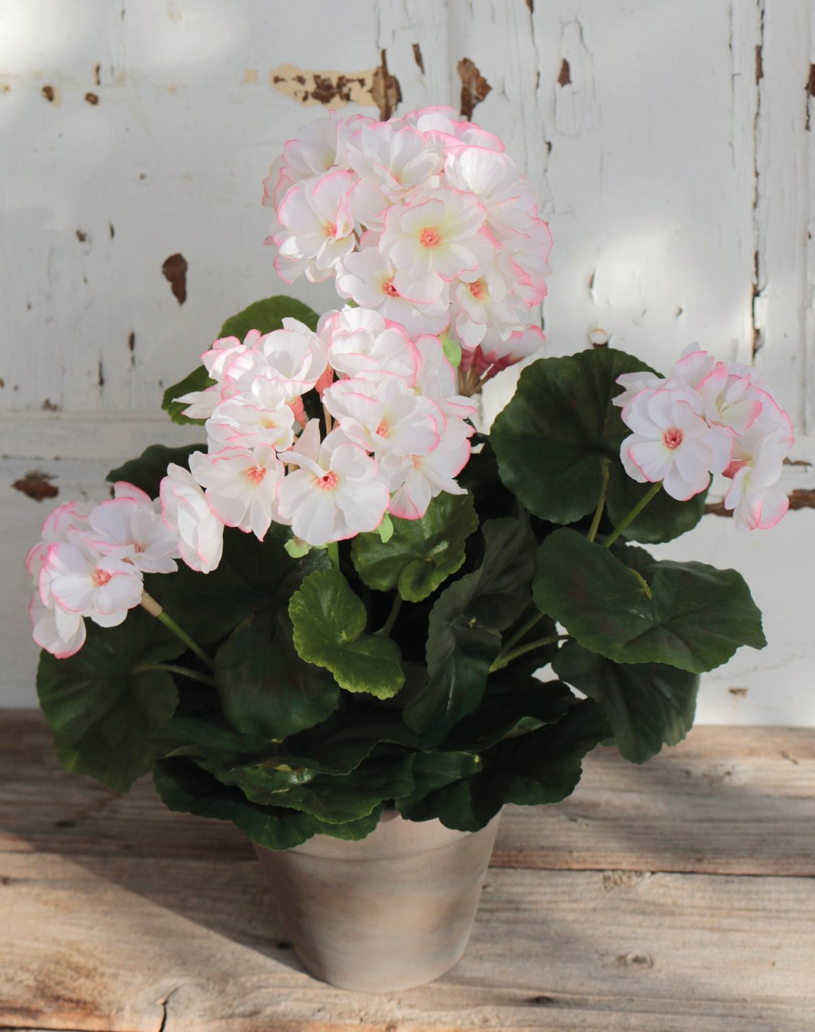 Silk geranium, potted, 33 cm, white-pink