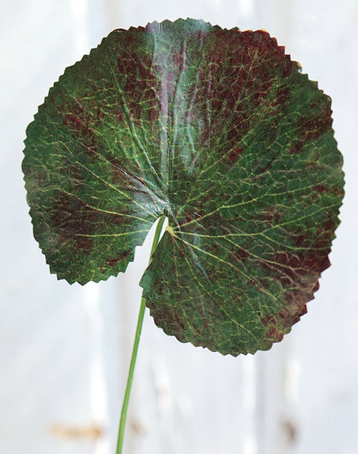 Künstliches Geranienblatt, 40 cm, grün-rot