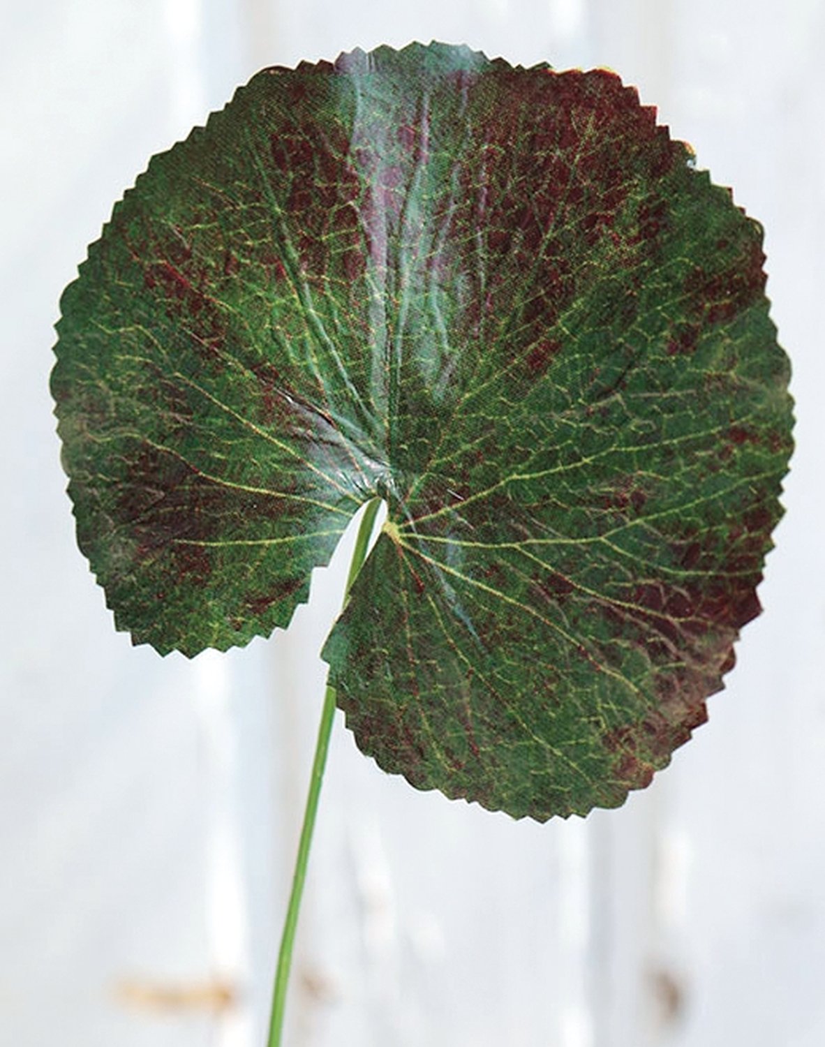 Plastic geranium leaf, 40 cm, green-red