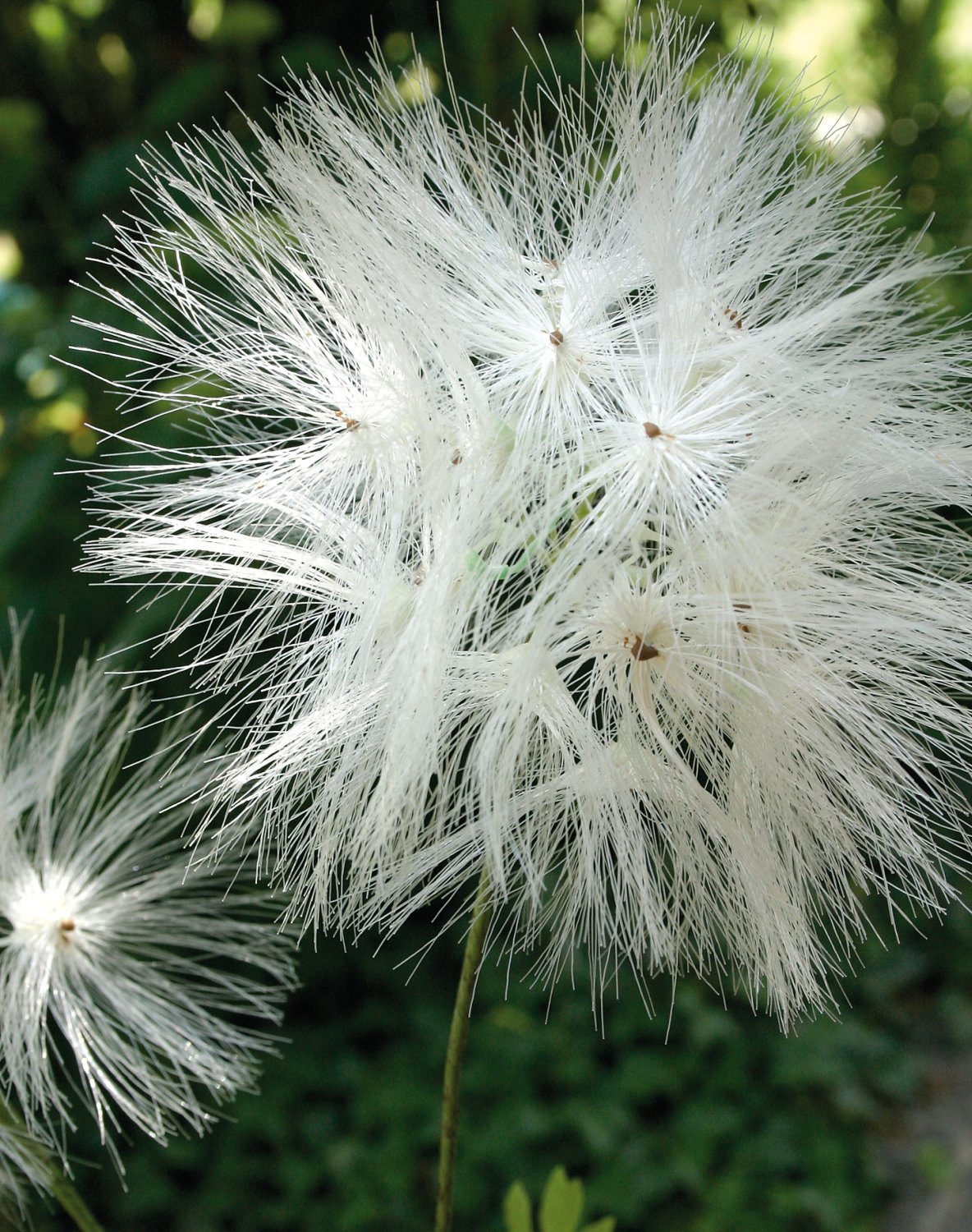Artificial dandelion, 2-flowers, 78 cm, beige-white