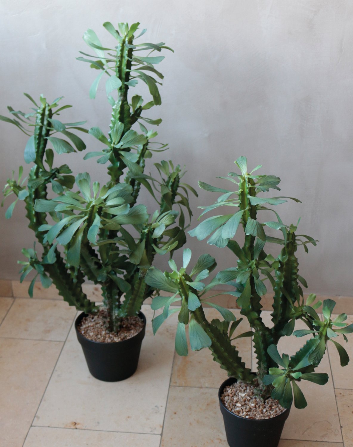 Künstliche Euphorbia trigona, getopft, 63 cm, grün