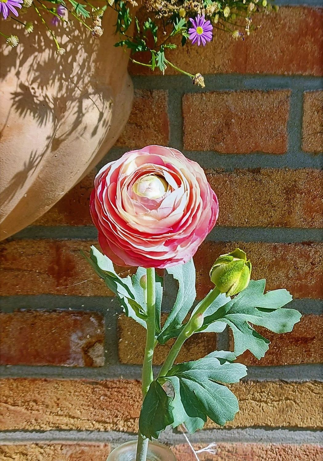 Unechte Ranunkel, 51 cm, rosa