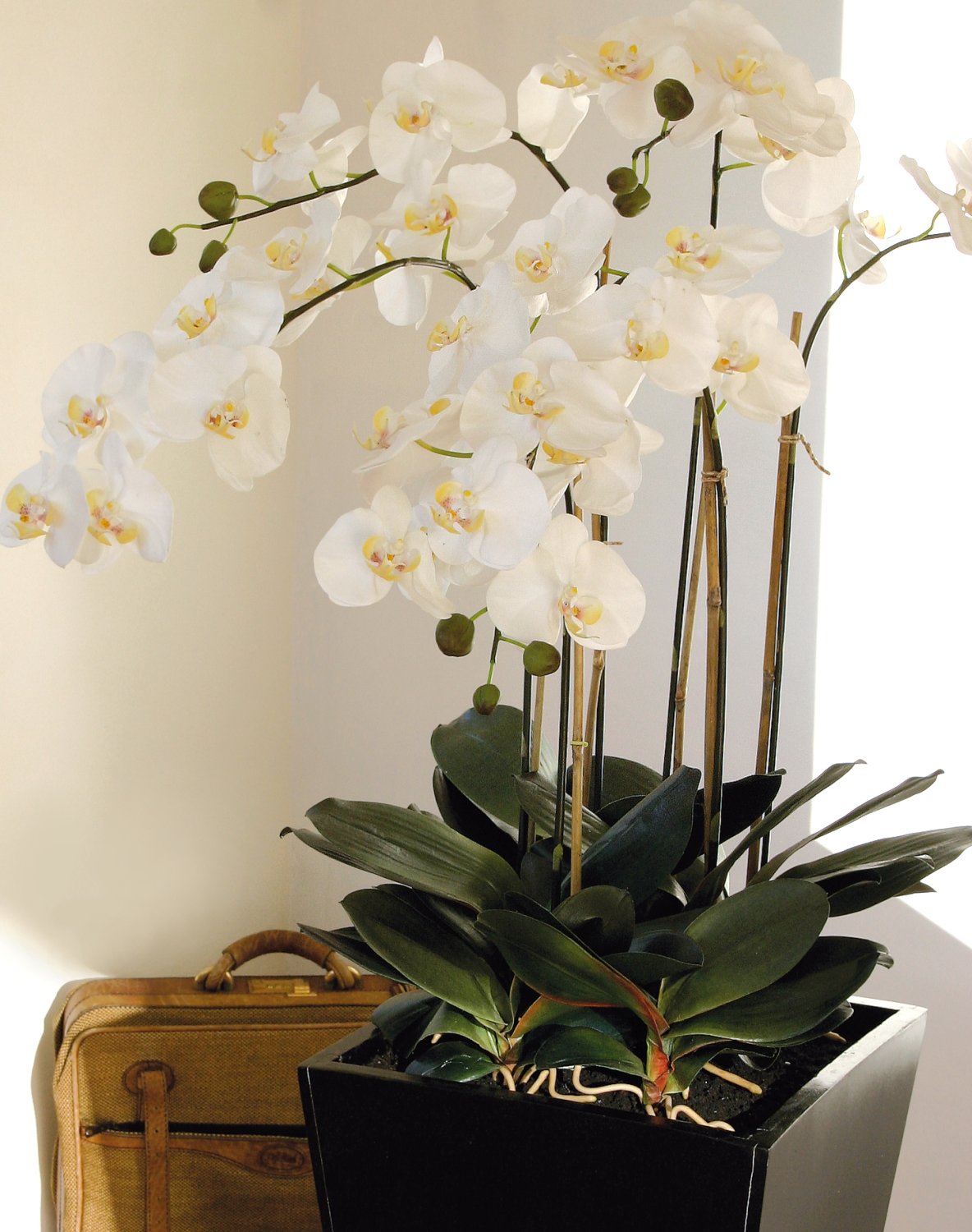 Seidenblumen Ro Knstliche Orchidee Real Touch 34cm In Weier Keramikvase   Phalaenopsis Mit 14 Blten Wie Echt Seidenblumen Orchidee 34cm