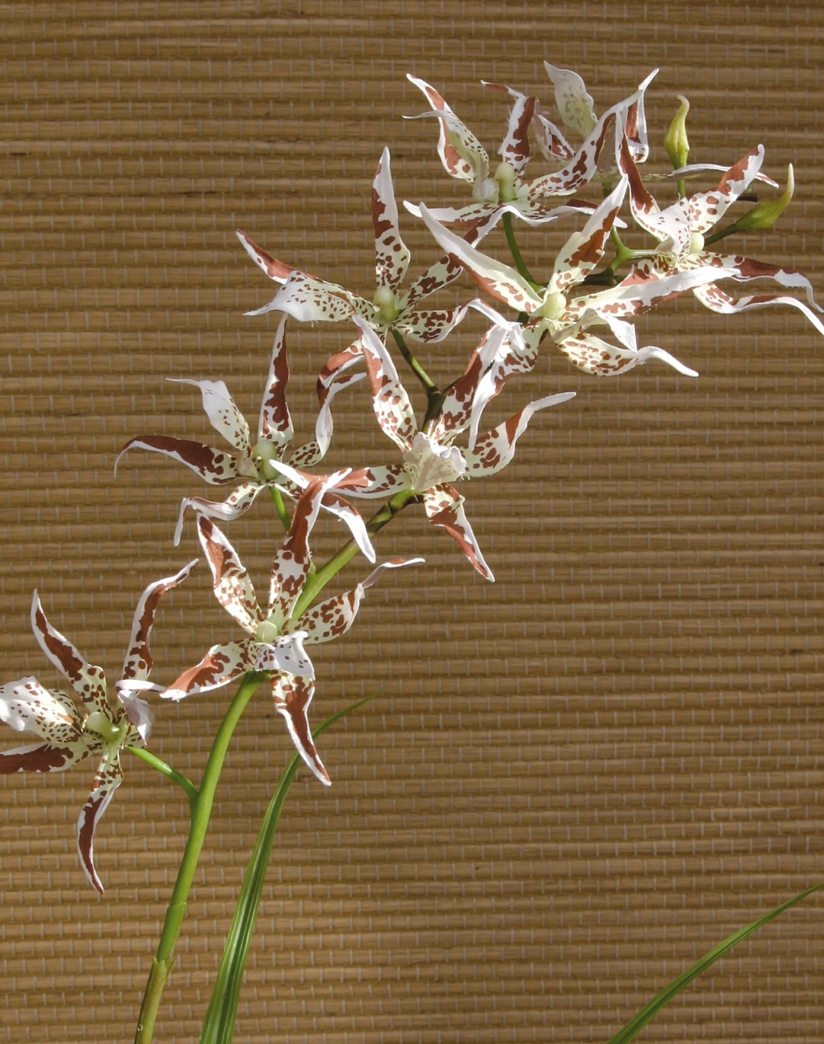 Künstliche Orchidee Odontoglossum, 103 cm, creme-braun