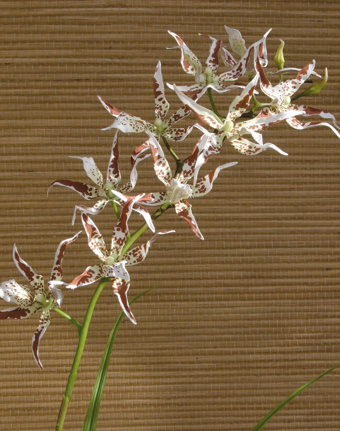 Orchidea Odontoglossum artificiale, 103 cm, crema-marrone