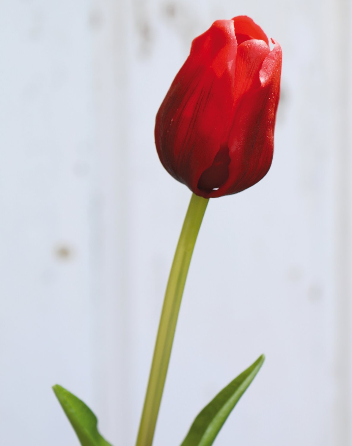 Künstliche Tulpe, französisch, 47 cm, Real Touch, rot