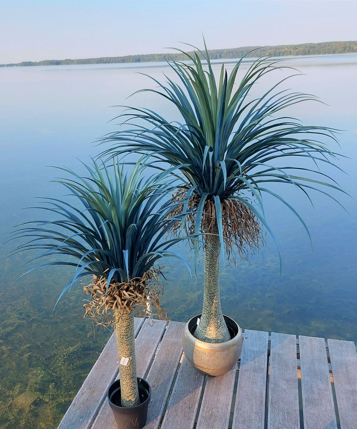 Artificial yucca palm in pot, 160 cm, green-grey