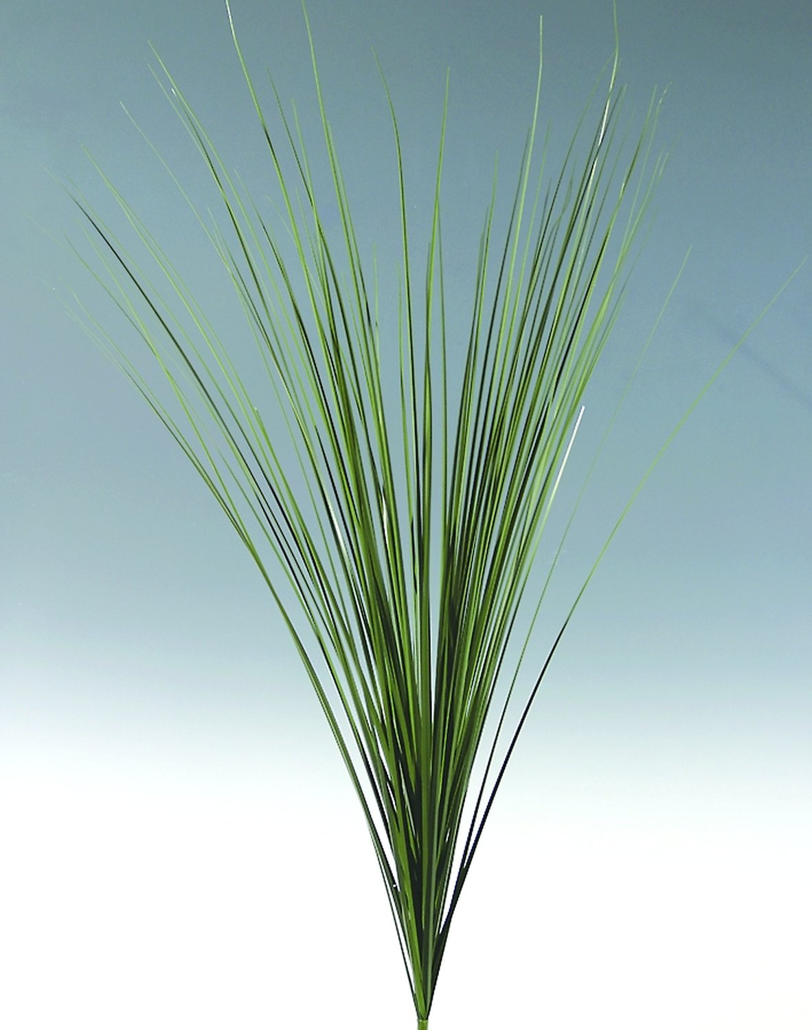 Artificial Chinese silver grass, 157 cm, green