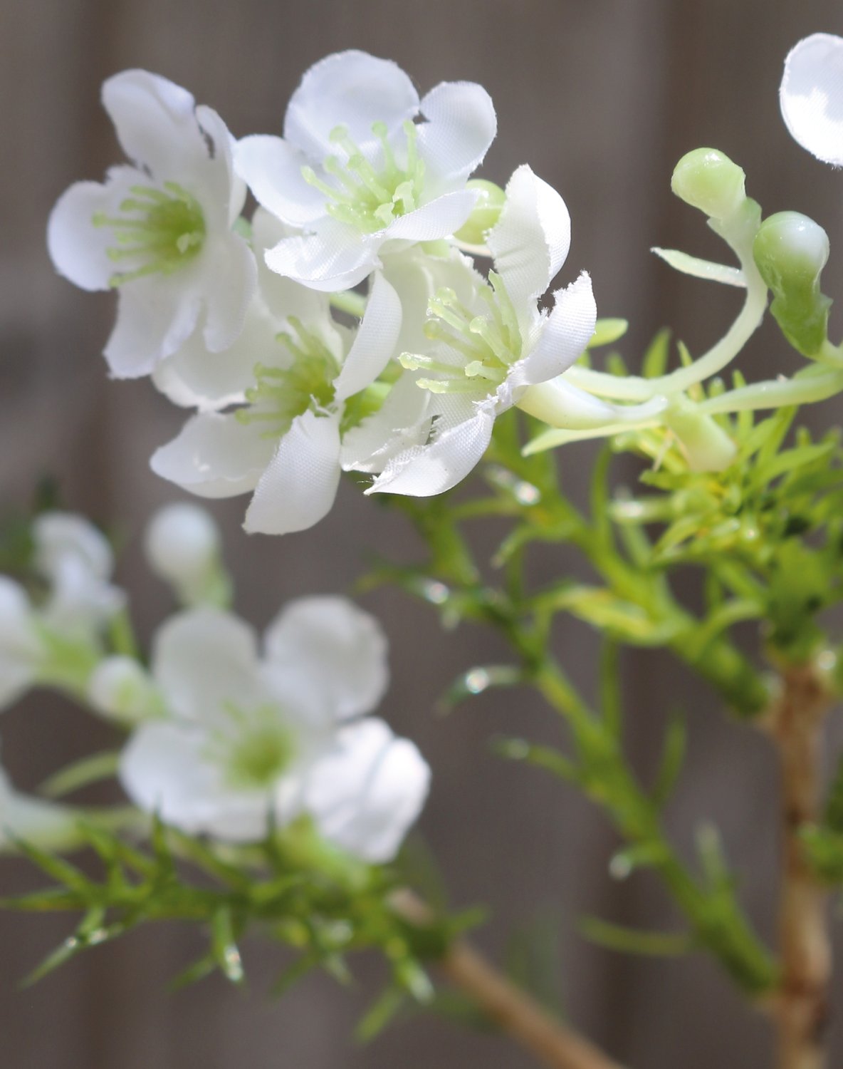 Künstliche Wachsblume, 25 cm, creme-weiß