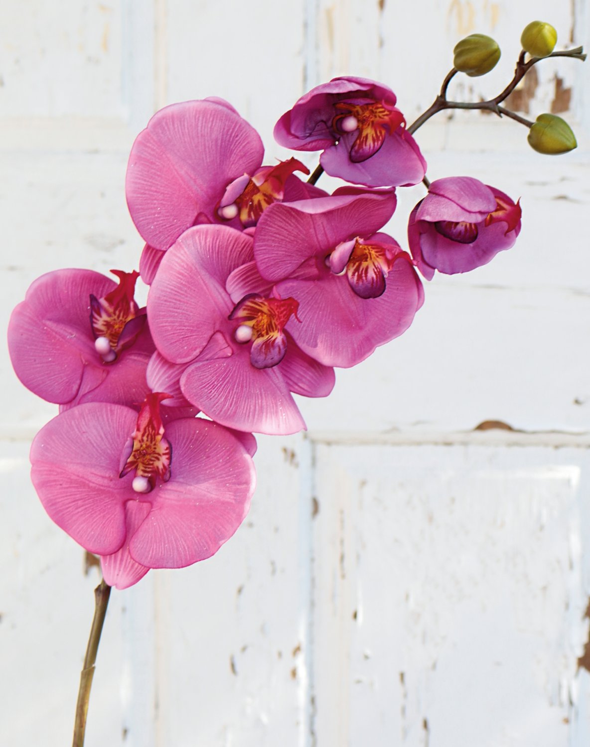 Künstliche Orchidee Phalaenopsis, 103 cm, Real Touch, cerise Künstliche Orchidee Phalaenopsis, 103 cm, Real Touch, cerise