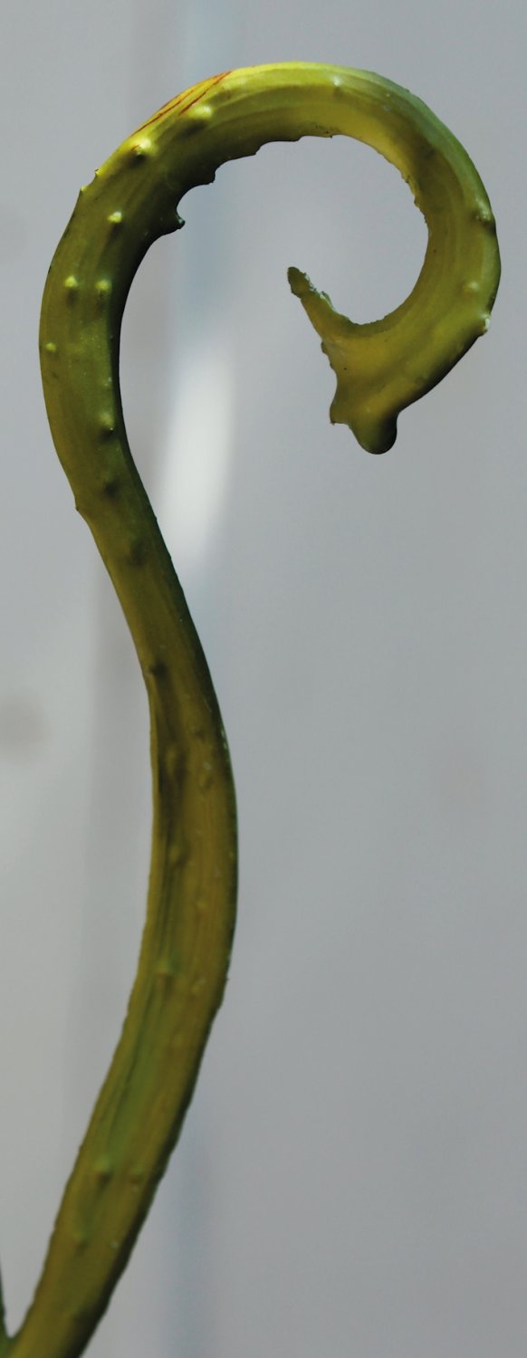 Künstlicher Drachenweiden Zweig, 118 cm, grün