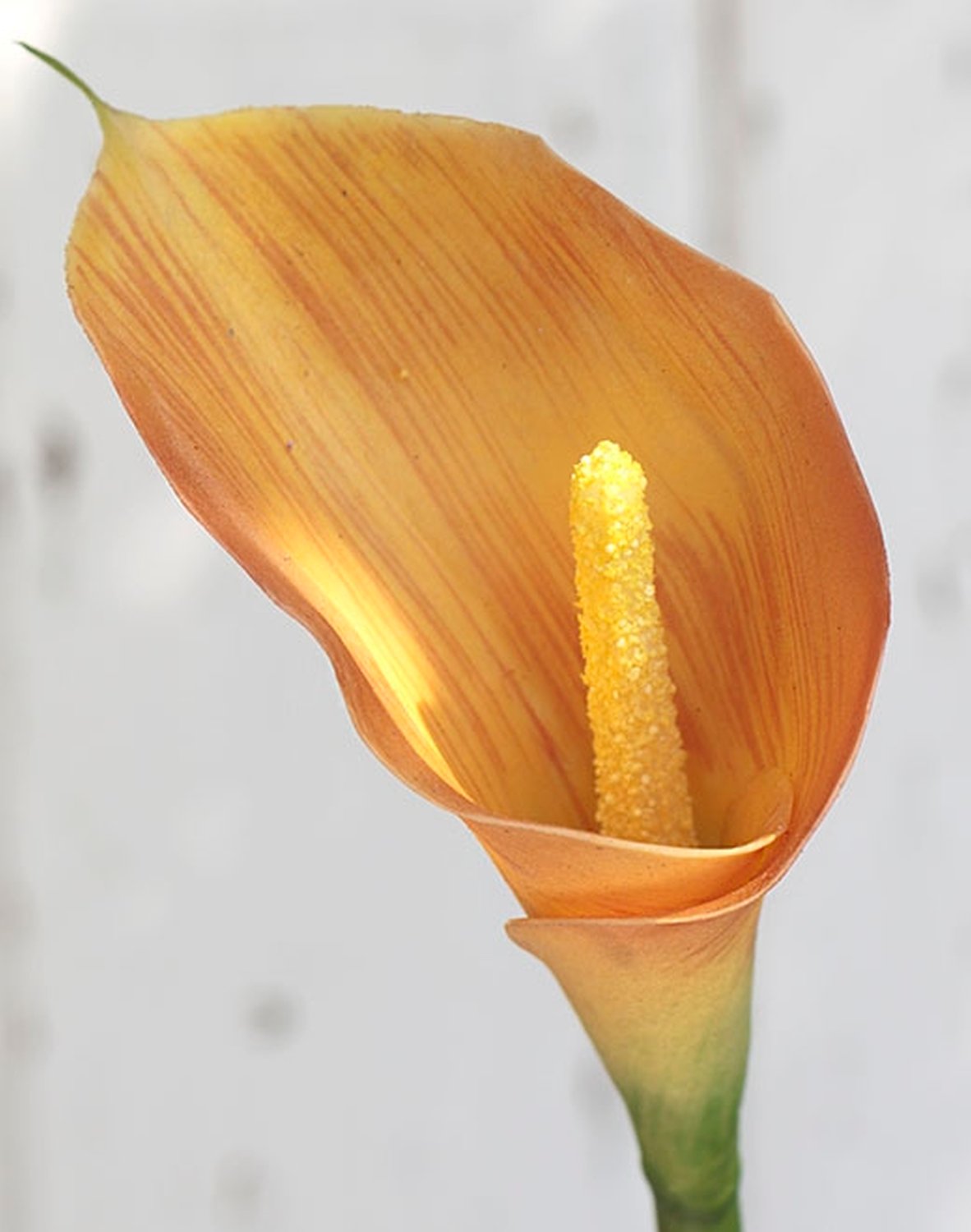 Künstliche Calla, 70 cm, Real Touch, orange