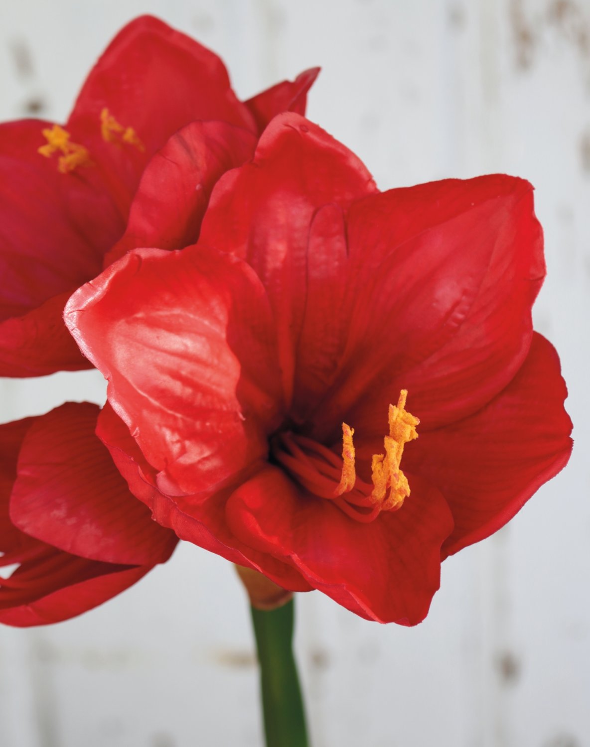 Silk amaryllis, 66 cm, red