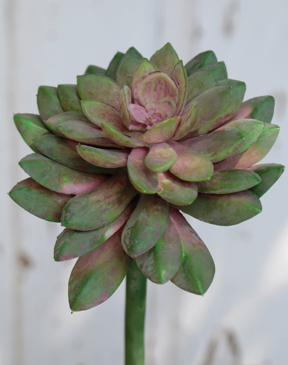 Künstliche Echeveria auf Steckstab, 21 cm, grün-rosa