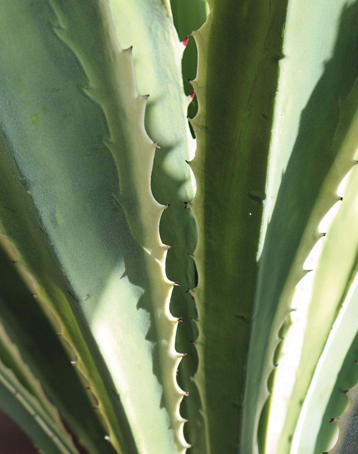 Künstliche Agave, getopft, 21 Blätter, 120 cm, grün-weiß Künstliche Agave, getopft, 21 Blätter, 120 cm, grün-weiß