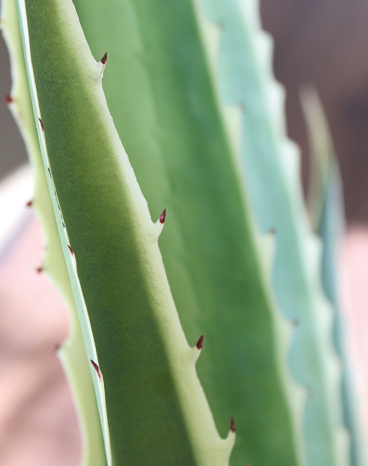 Künstliche Agave, getopft, 21 Blätter, 120 cm, grün-weiß