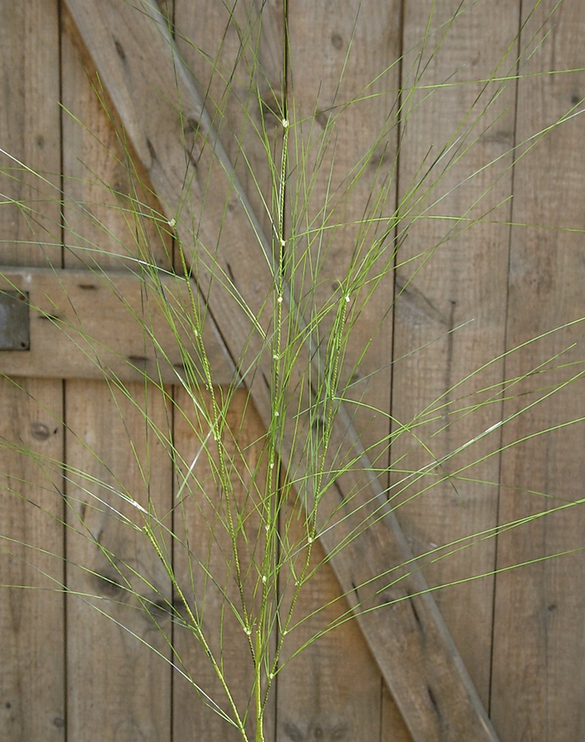 Künstlicher Graszweig, 116 cm, herbstgrün