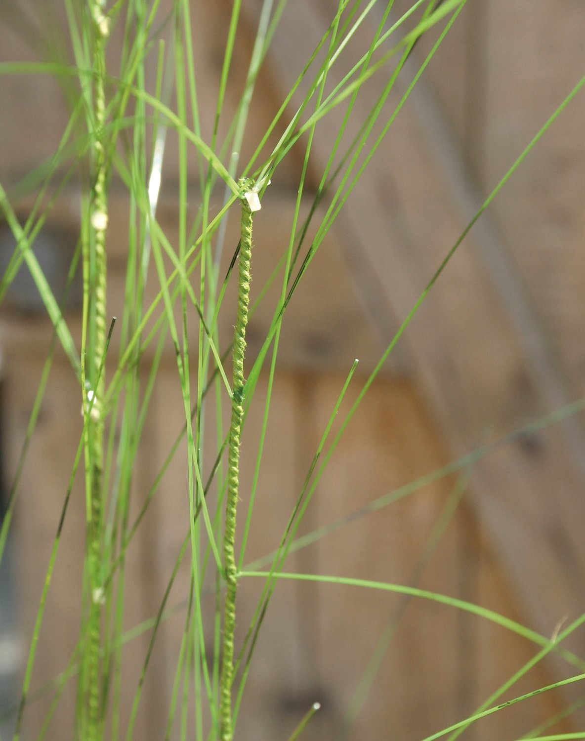 Artificial grass stem, 116 cm, autumn green