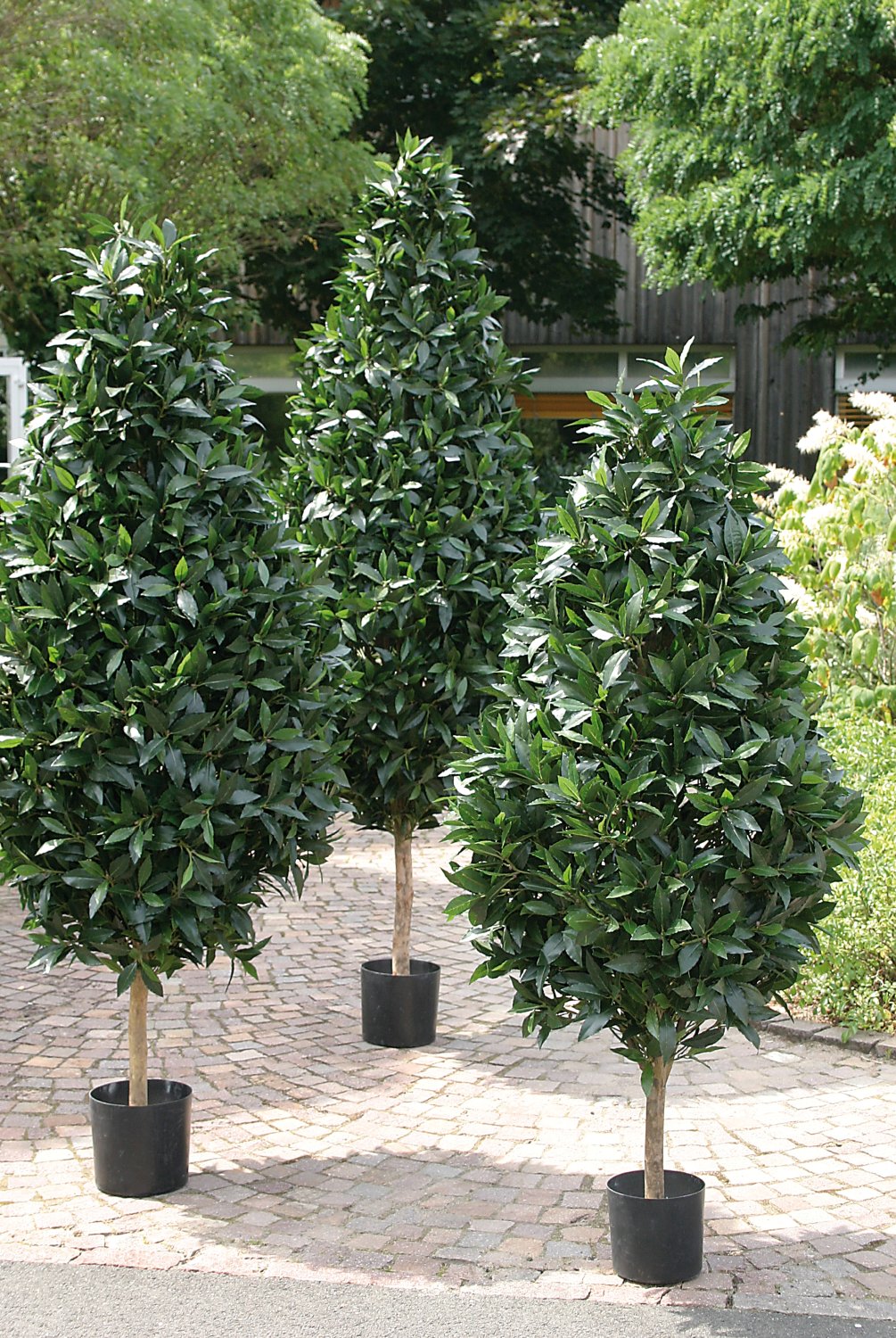 Laurel silk tree, potted, 205 cm, green