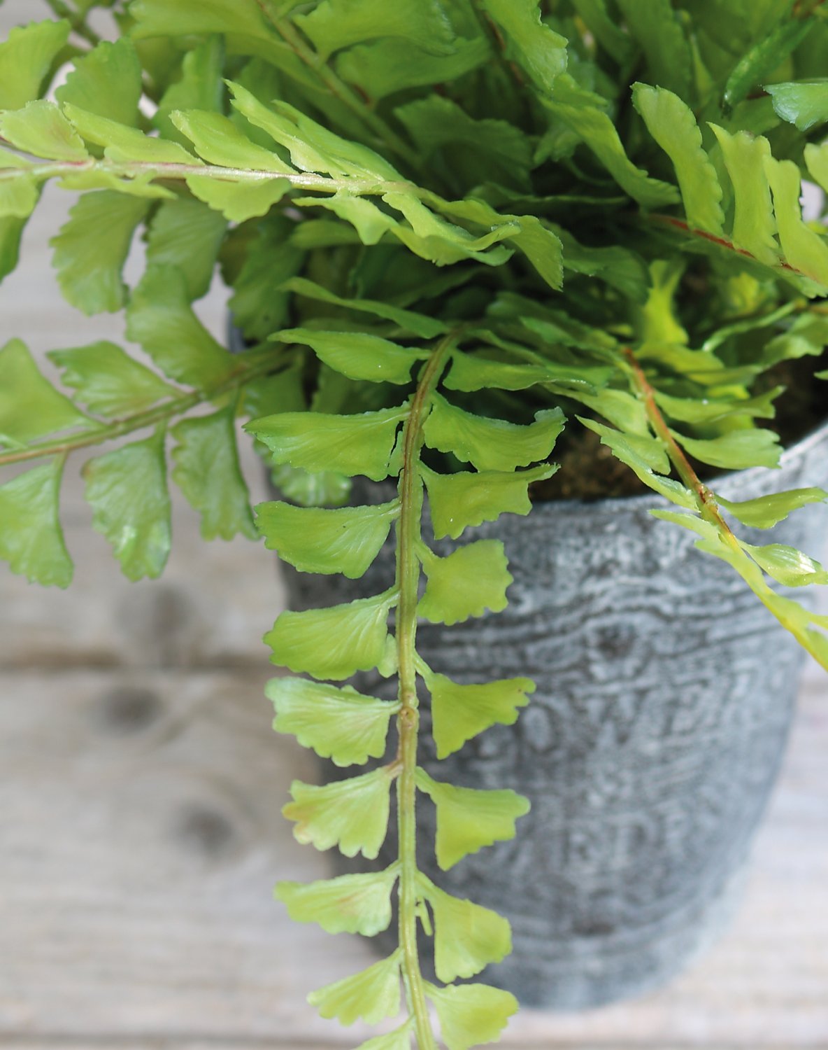 Fake maidenhair fern, potted, 35 cm, green