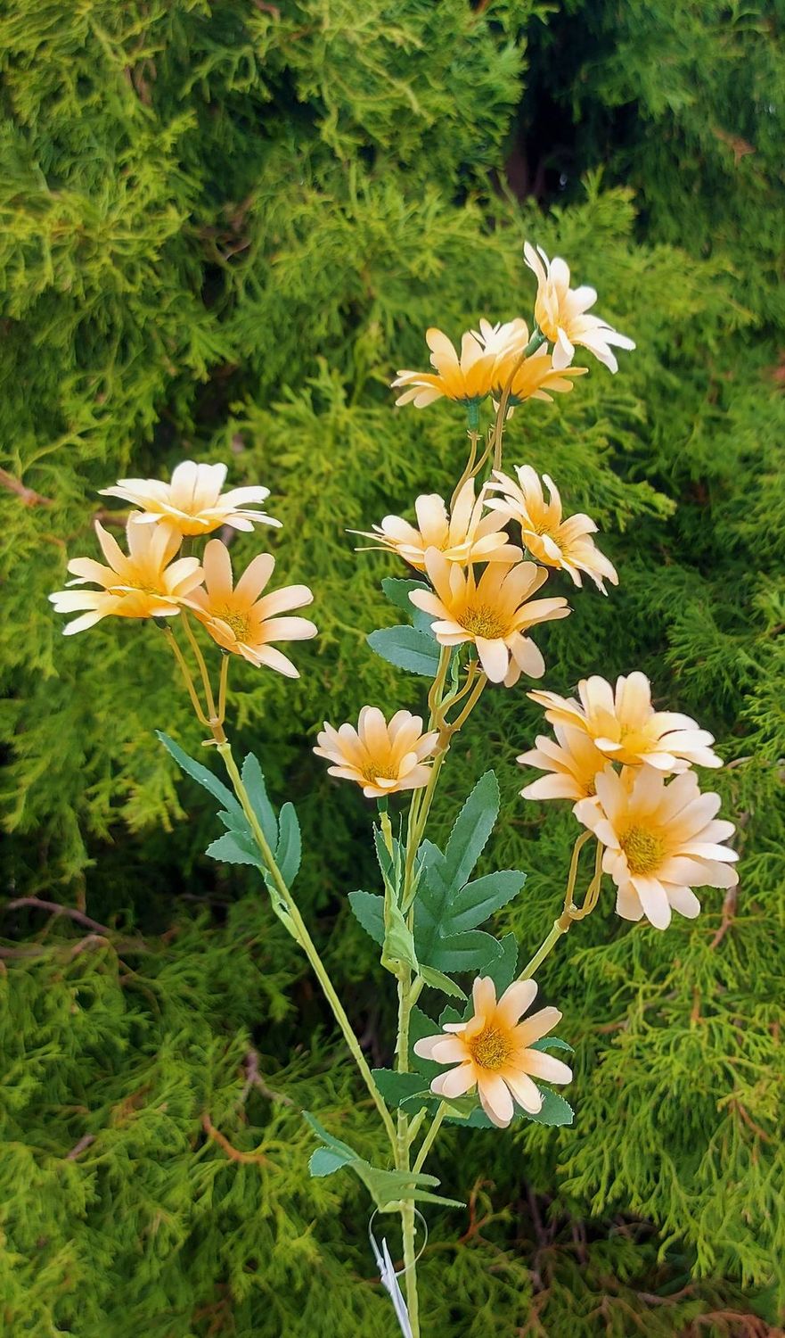 Kunstzweig Margeriten, 67 cm, hellorange Kunstzweig Margeriten, 67 cm, hellorange