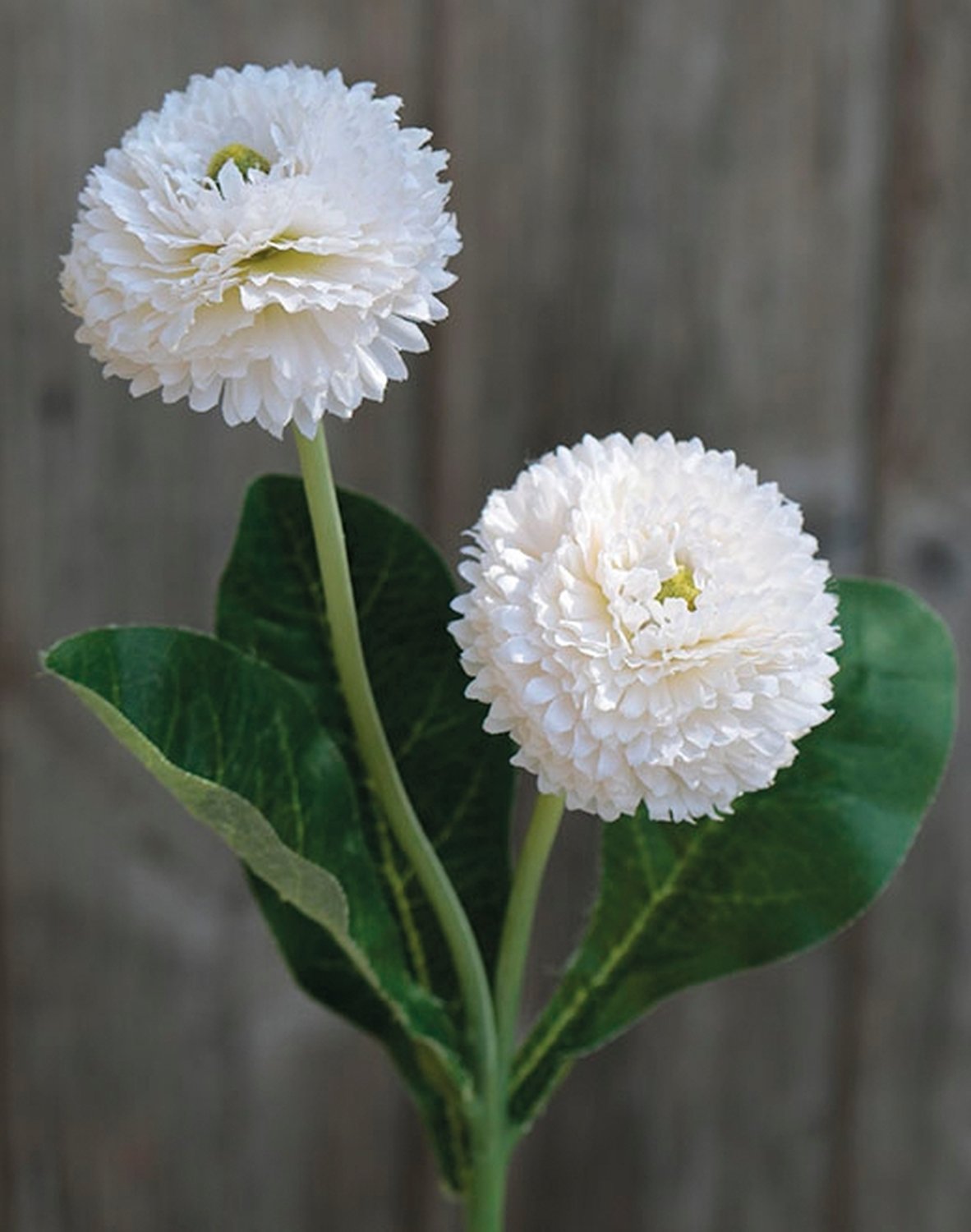 Bellis artificiale su gambo, 2 fiori, 26 cm, bianco