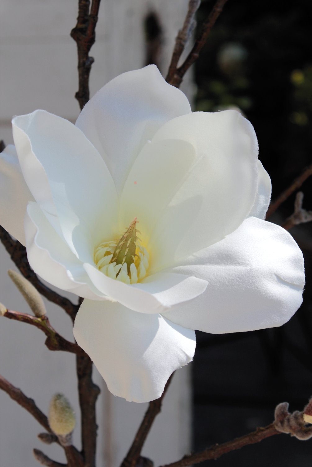Künstlicher Magnolien Blütenzweig, 129 cm, creme-weiß