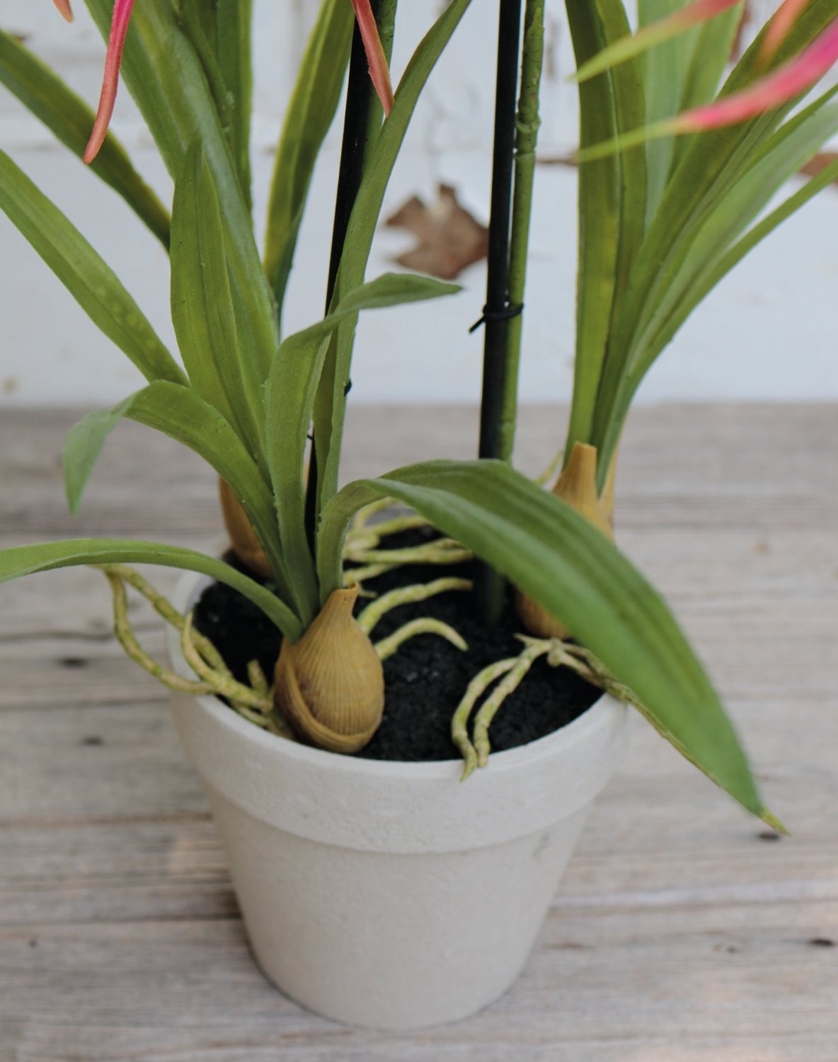 Artificial spider orchid (brassia), potted, 50 cm, pink-green