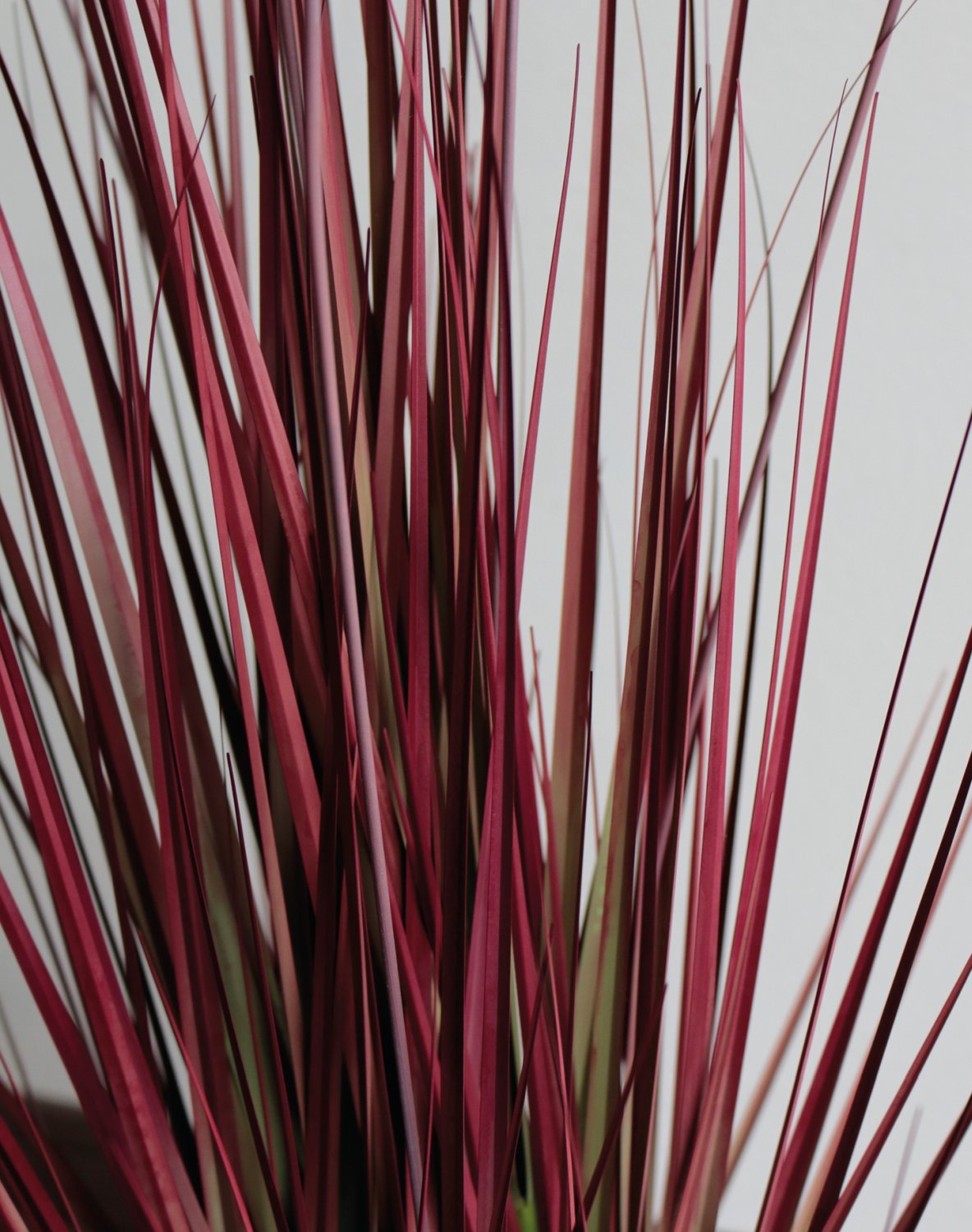 Künstlicher Grasbüschel 'Lampenputzergras', getopft, 90 cm, burgunder-grün Künstlicher Grasbüschel 'Lampenputzergras', getopft, 90 cm, burgunder-grün