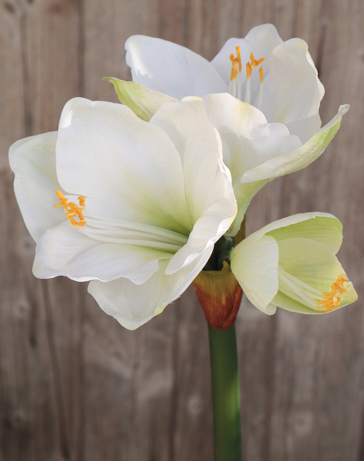 Amaryllis artificiale, 66 cm, bianco-verde