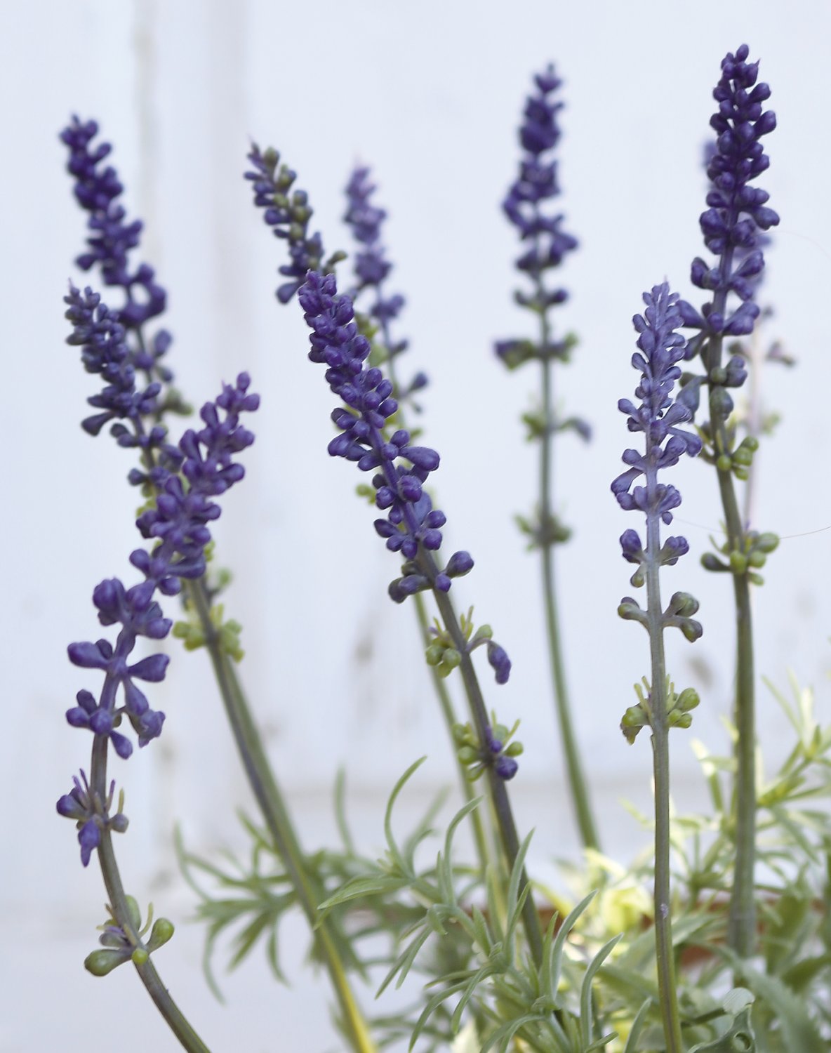 Lavanda artificiale, in vaso, 35 cm, viola scuro