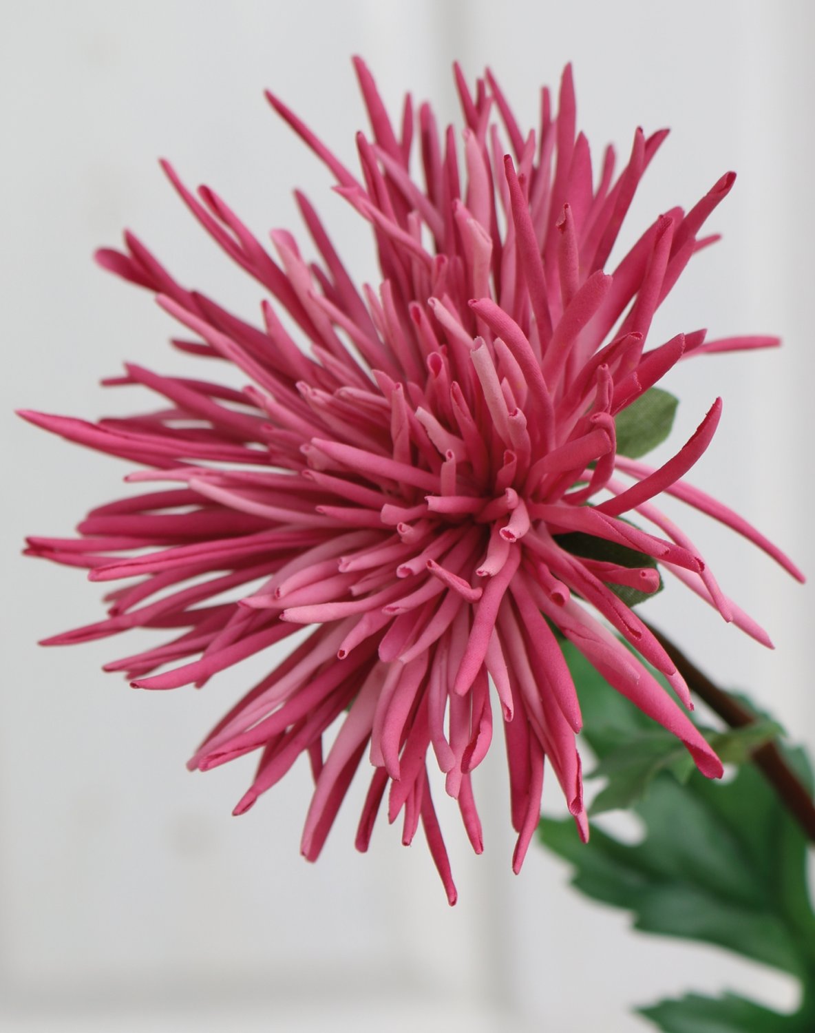 Künstliche Strahlen-Chrysantheme, 2-fach, 72 cm, hellrosa-dunkelrosa