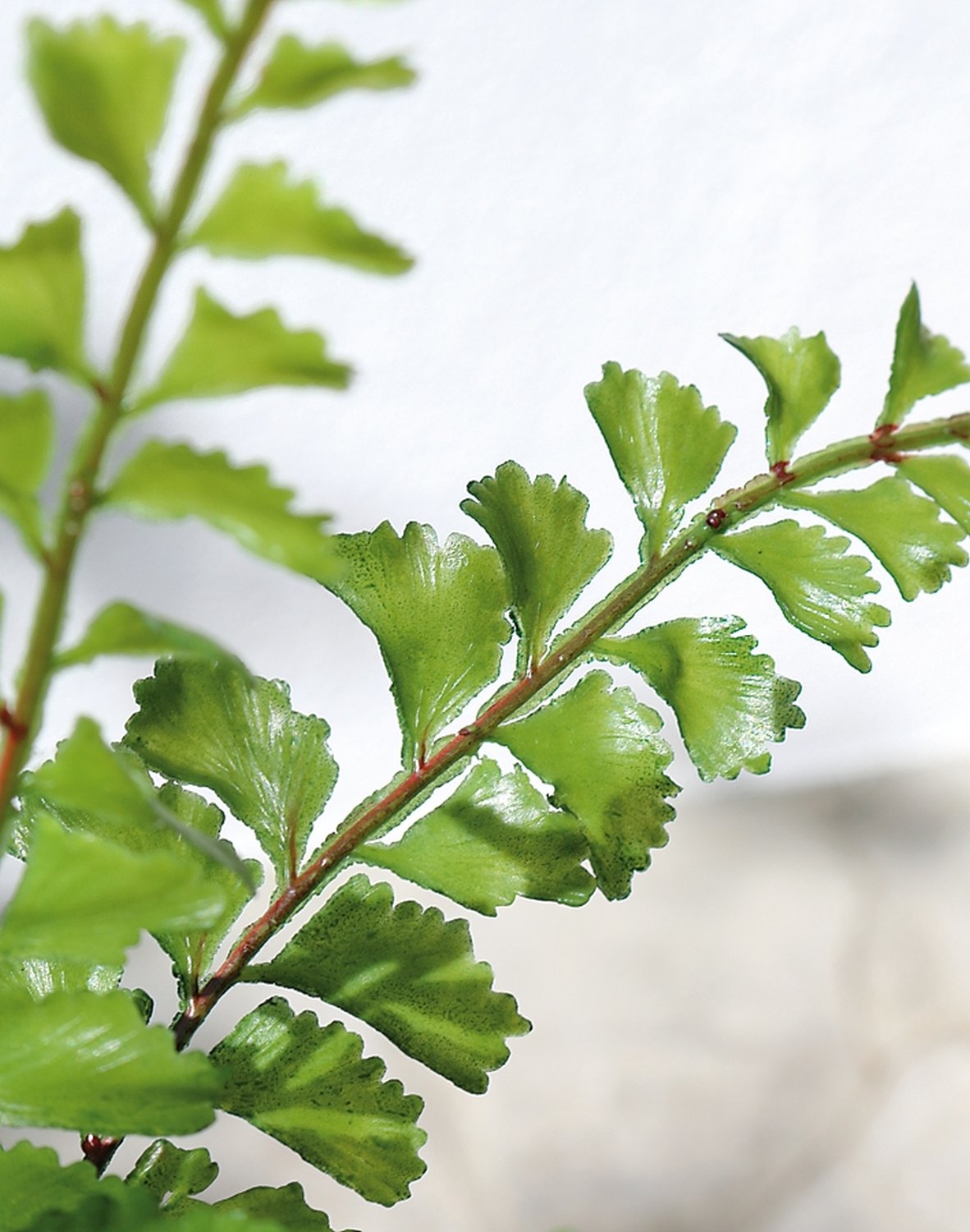 Imitation fern bush, 36 cm, green