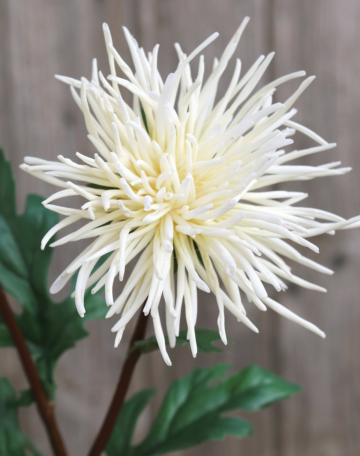 Silk Chrysanthemum, 2-flowers, 72 cm, white-green