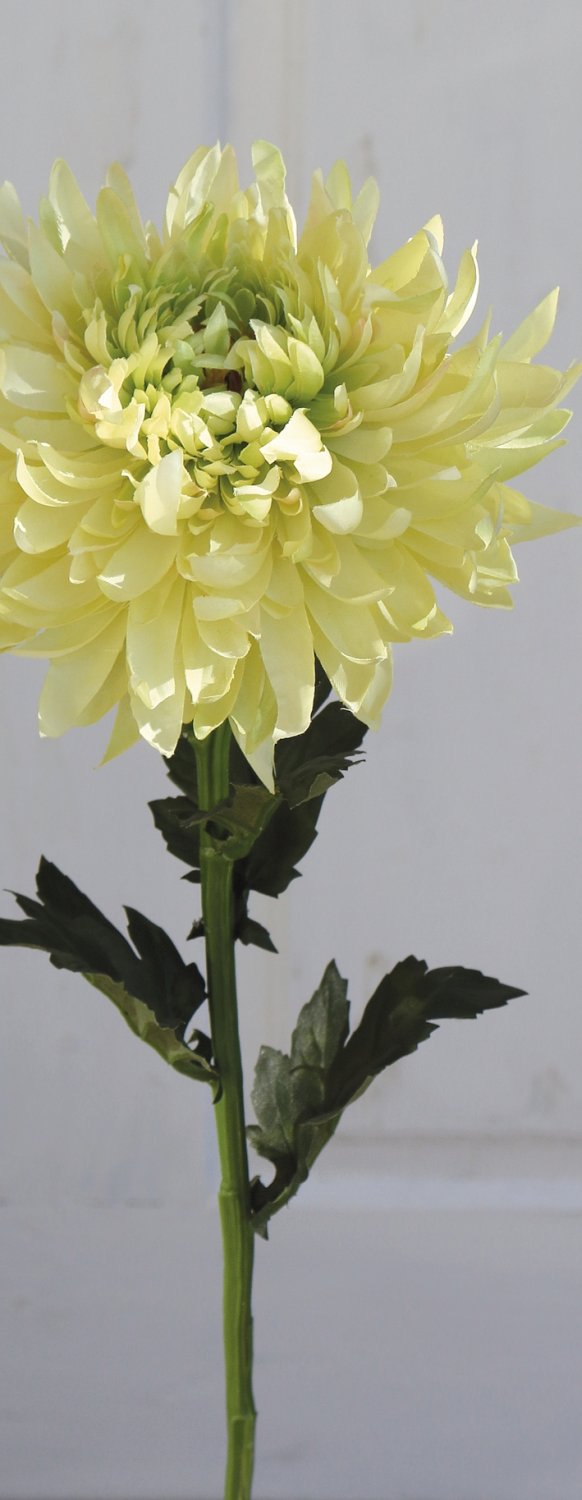 Künstliche Chrysantheme, 62 cm, creme-grün